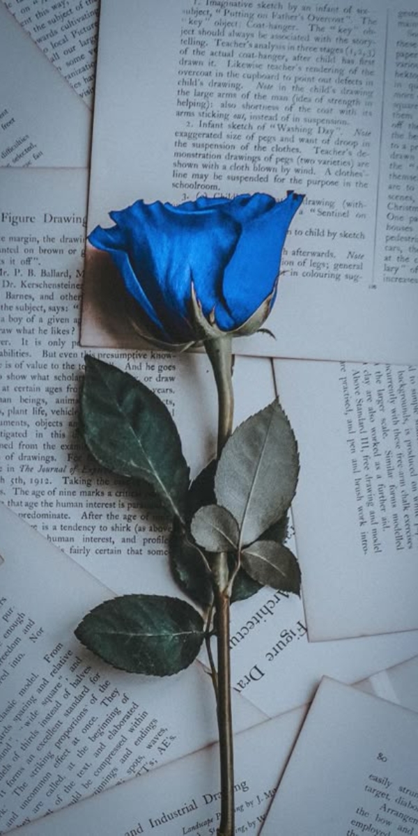 Hình nền hoa hồng màu xanh 6 Hình nền hoa hồng màu xanh 6