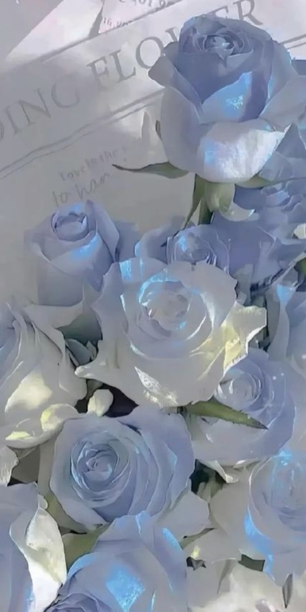 Hình nền hoa hồng màu xanh 7 Hình nền hoa hồng màu xanh 7