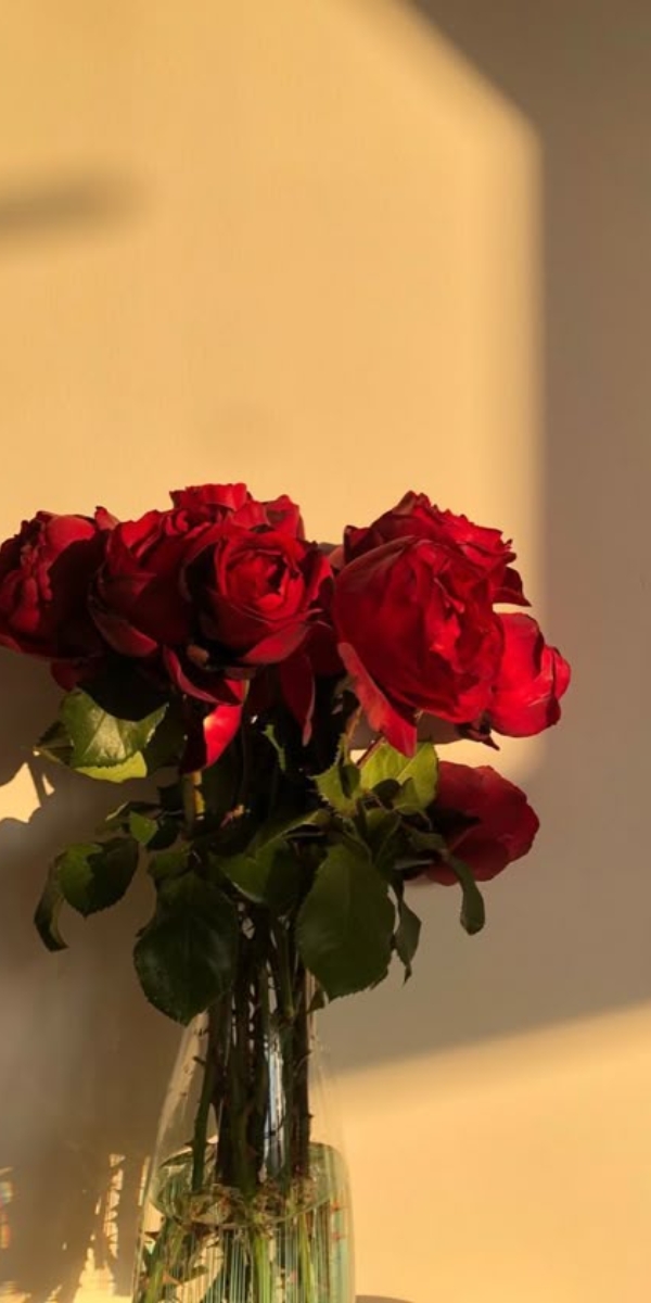 Hình nền hoa hồng màu đỏ 8 Hình nền hoa hồng màu đỏ 8