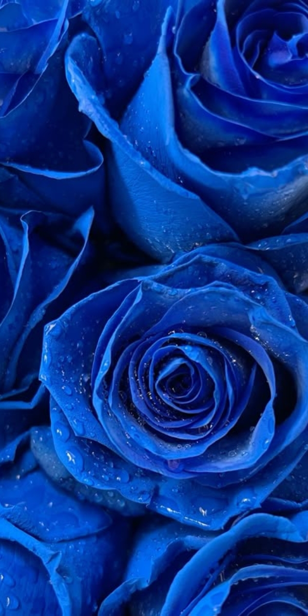 Hình nền hoa hồng màu xanh 3 Hình nền hoa hồng màu xanh 3