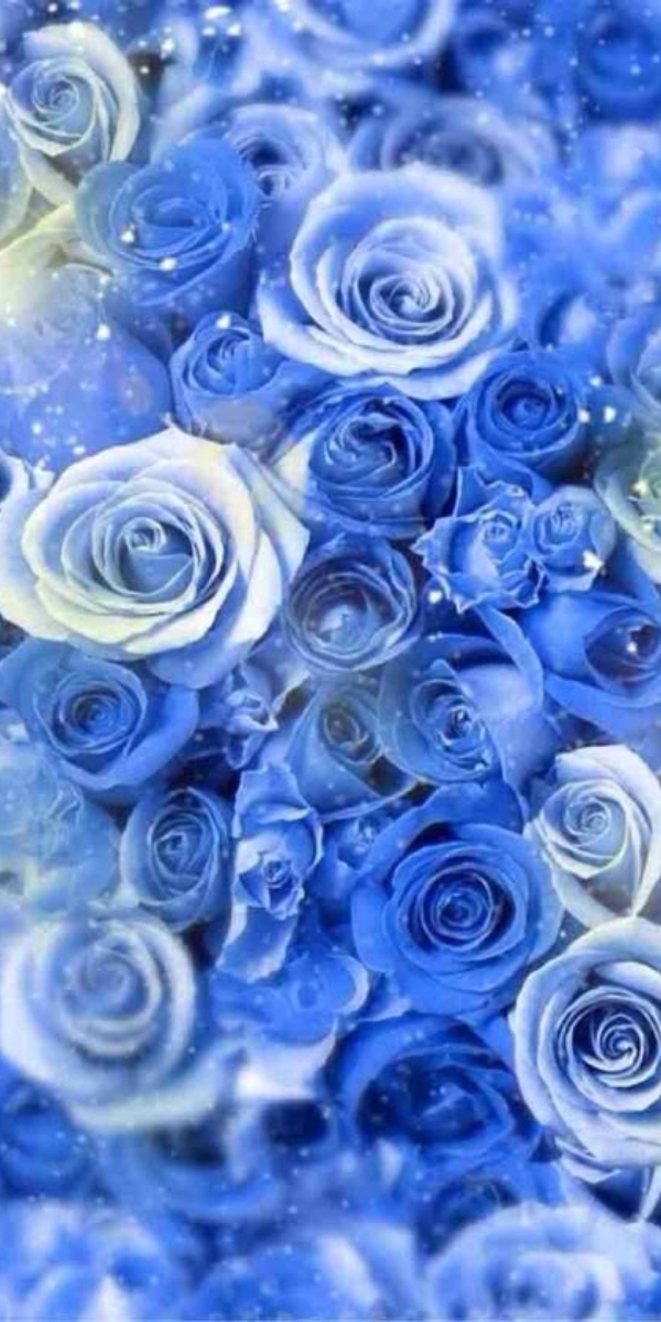 Hình nền hoa hồng màu xanh 4 Hình nền hoa hồng màu xanh 4