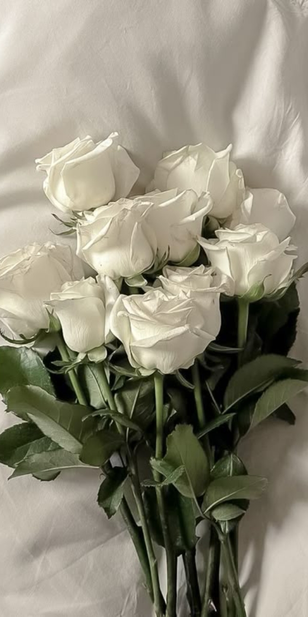 Hình nền hoa hồng màu trắng 1 Hình nền hoa hồng màu trắng 1