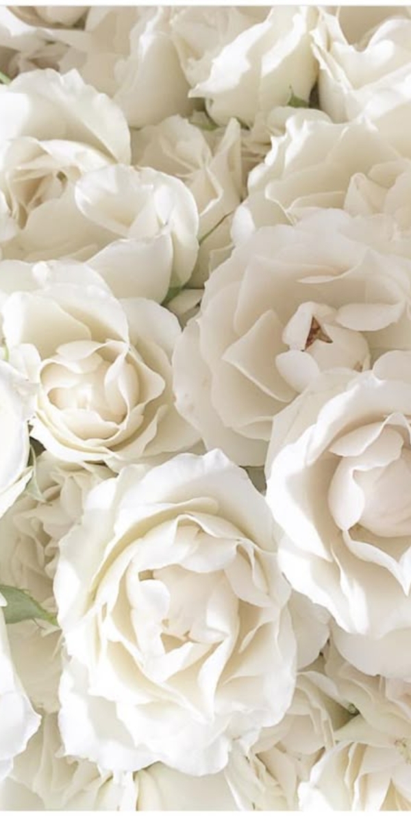 Hình nền hoa hồng màu trắng 2 Hình nền hoa hồng màu trắng 2