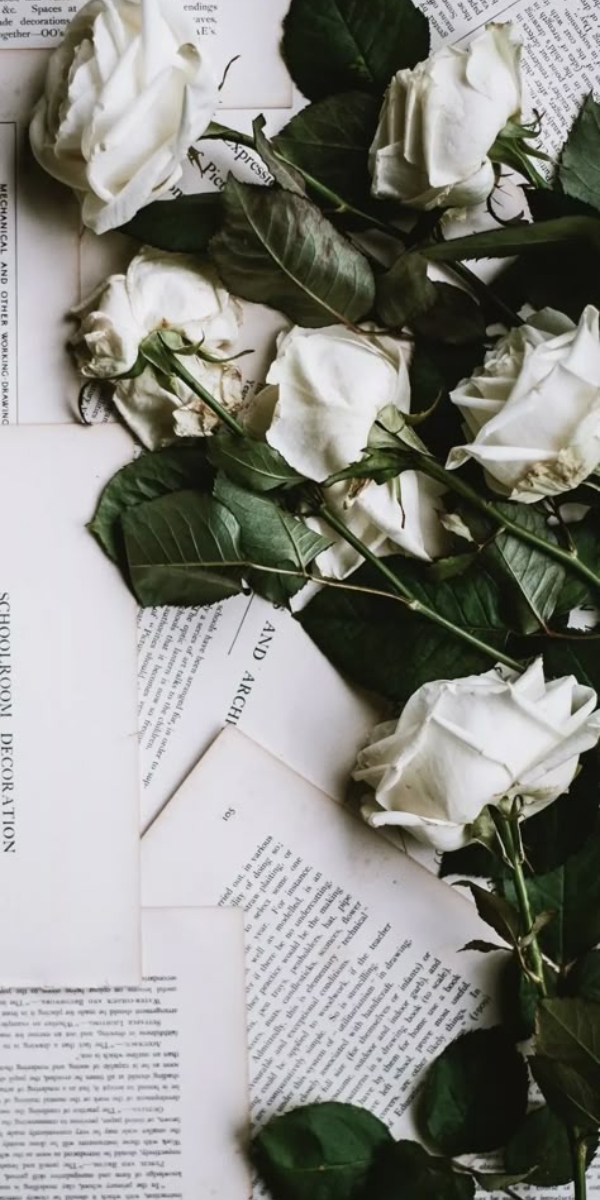 Hình nền hoa hồng màu trắng 3 Hình nền hoa hồng màu trắng 3