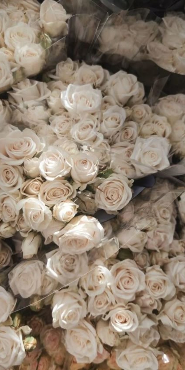 Hình nền hoa hồng màu trắng 4 Hình nền hoa hồng màu trắng 4