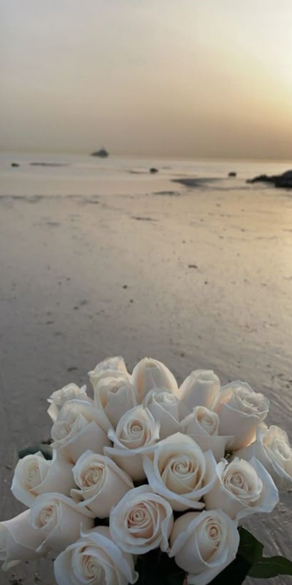 Hình nền hoa hồng màu trắng 6 Hình nền hoa hồng màu trắng 6