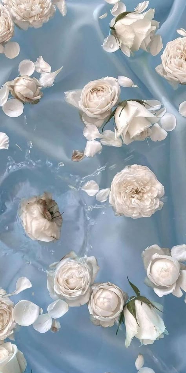 Hình nền hoa hồng màu trắng 7 Hình nền hoa hồng màu trắng 7