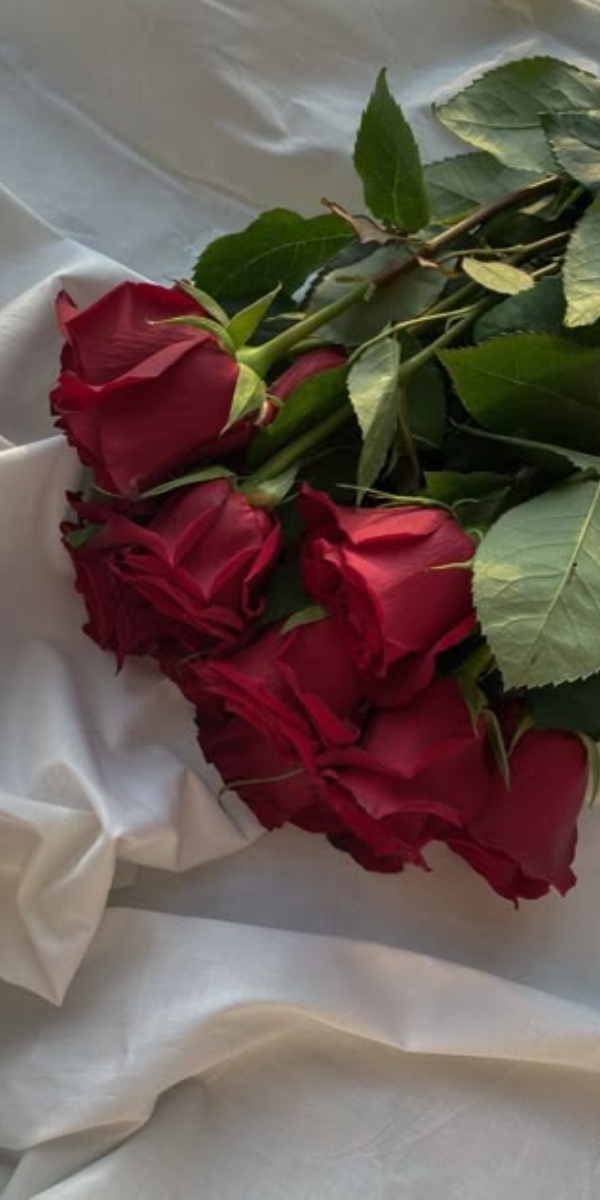 Hình nền hoa hồng màu đỏ 6 Hình nền hoa hồng màu đỏ 6