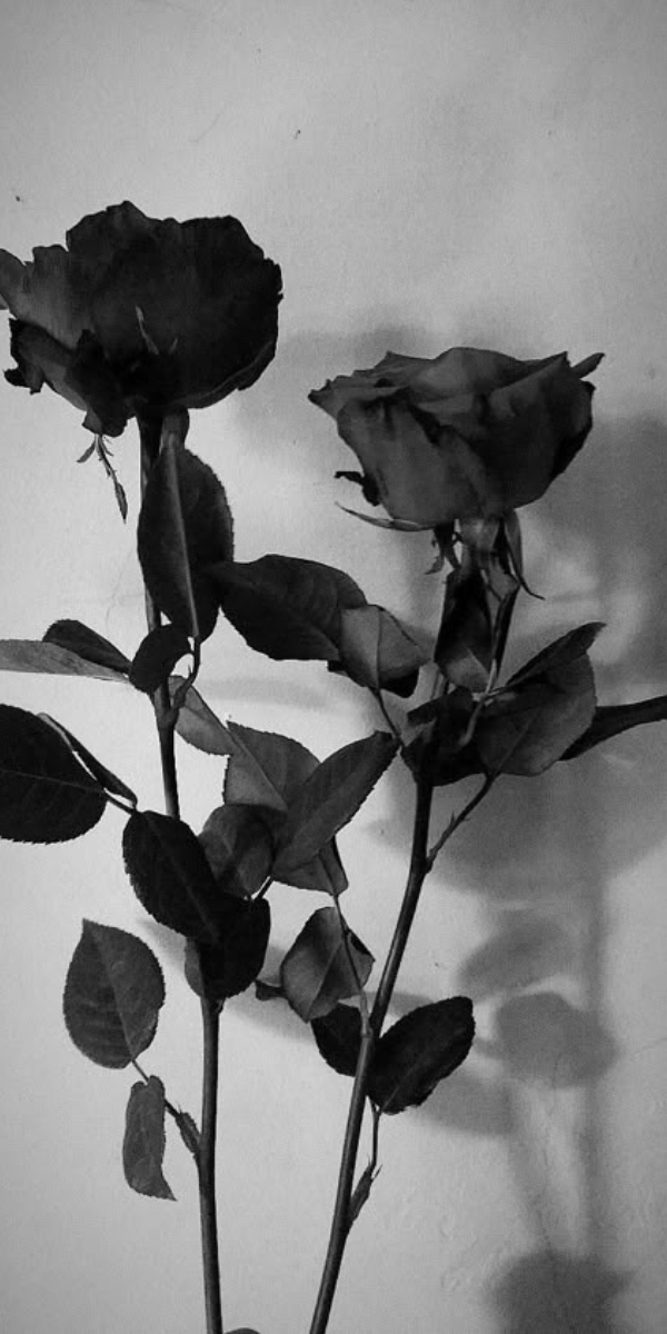 Hình nền hoa hồng màu đen 2 Hình nền hoa hồng màu đen 2