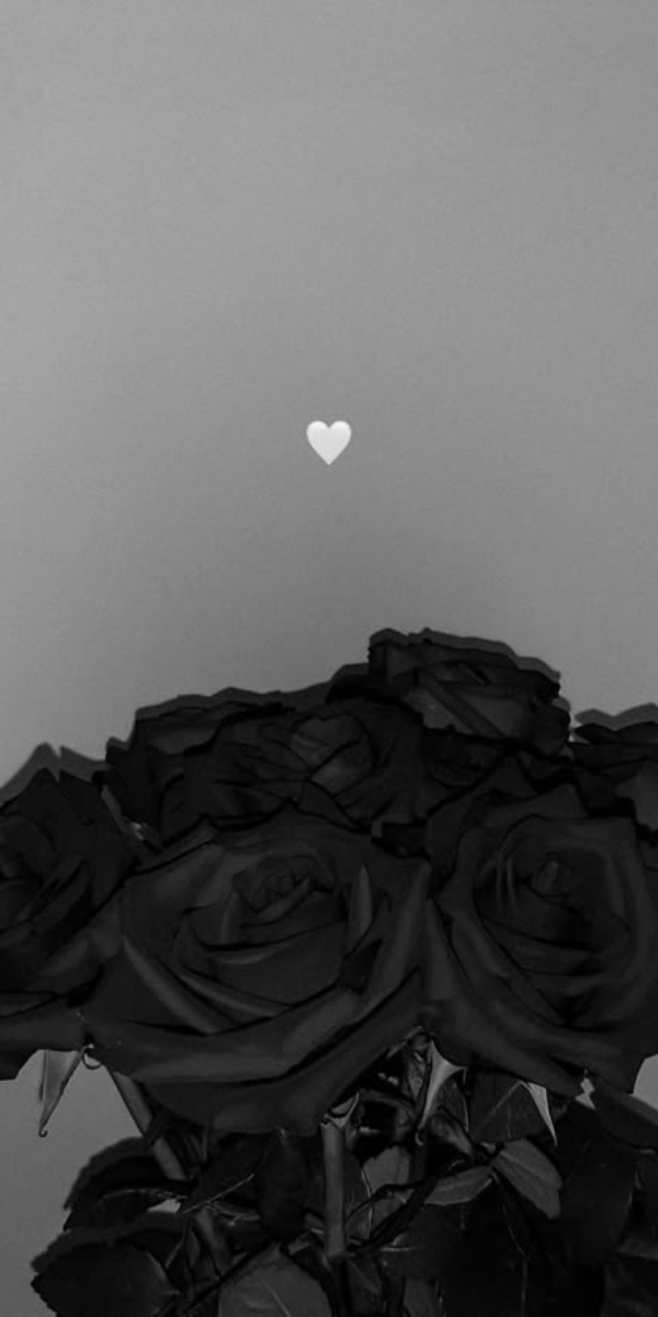 Hình nền hoa hồng màu đen 3 Hình nền hoa hồng màu đen 3