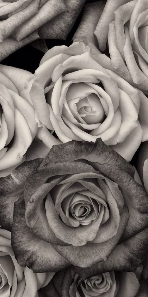 Hình nền hoa hồng màu đen 5 Hình nền hoa hồng màu đen 5