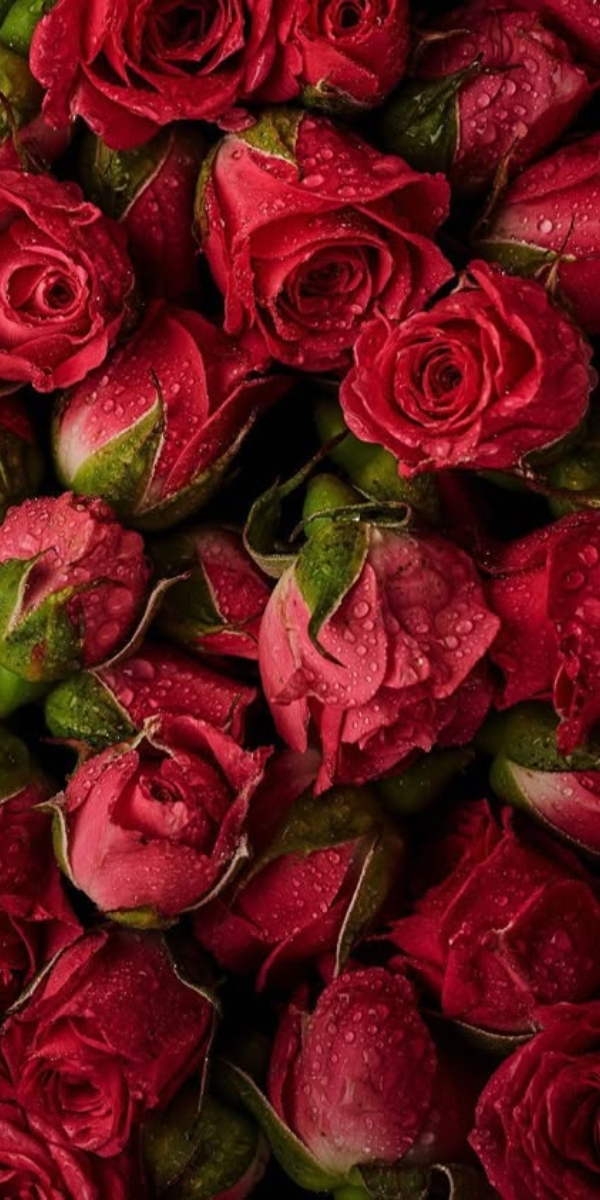 Hình nền hoa hồng màu đỏ 5 Hình nền hoa hồng màu đỏ 5