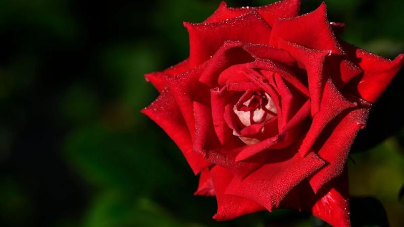 Hình nền hoa hồng Full HD cho laptop 4 Hình nền hoa hồng Full HD cho laptop 4