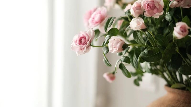 Hình nền hoa hồng Full HD cho laptop 5 Hình nền hoa hồng Full HD cho laptop 5