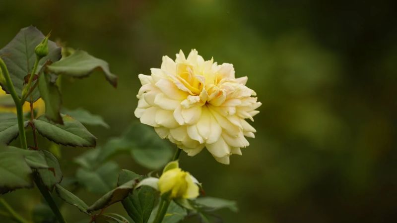 Hình nền hoa hồng Full HD cho laptop 6 Hình nền hoa hồng Full HD cho laptop 6