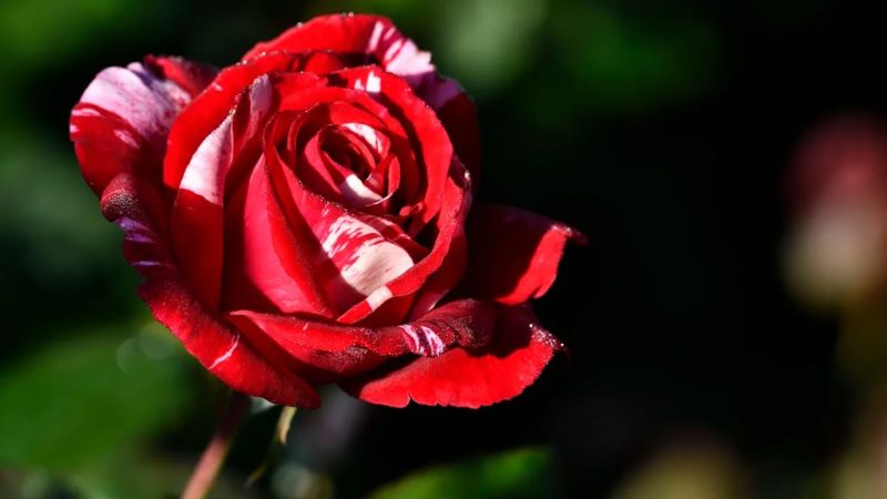 Hình nền hoa hồng Full HD cho laptop 7 Hình nền hoa hồng Full HD cho laptop 7