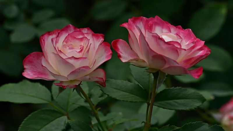 Hình nền hoa hồng Full HD cho laptop 8 Hình nền hoa hồng Full HD cho laptop 8