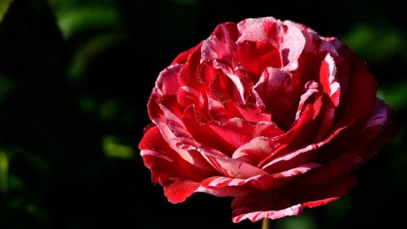 Hình nền hoa hồng Full HD cho laptop 9 Hình nền hoa hồng Full HD cho laptop 9