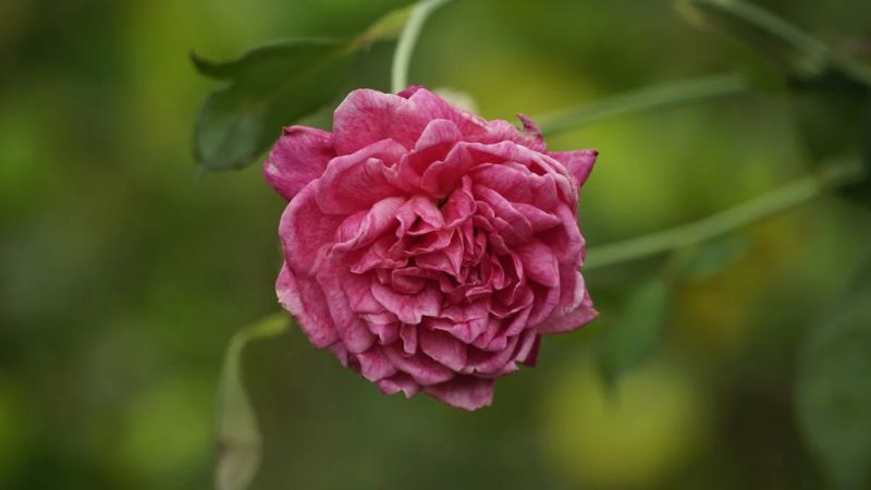 Hình nền hoa hồng Full HD cho laptop 10 Hình nền hoa hồng Full HD cho laptop 10