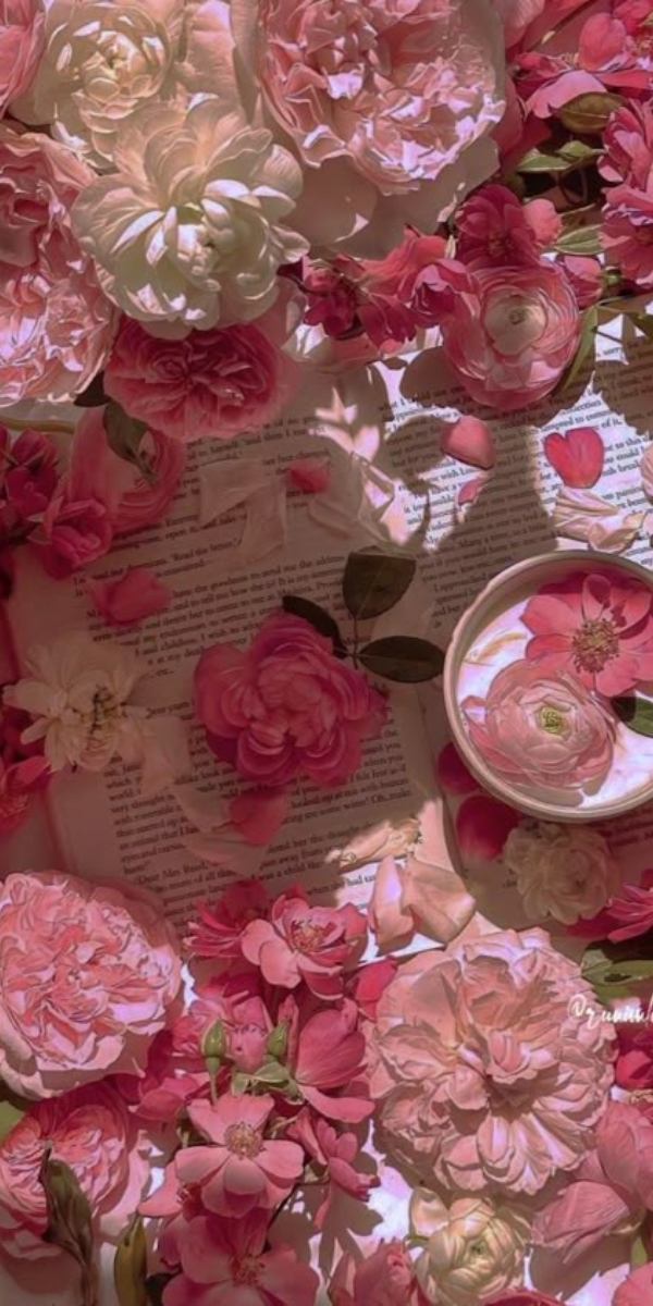 Hình nền hoa hồng màu hồng phấn 2 Hình nền hoa hồng màu hồng phấn 2