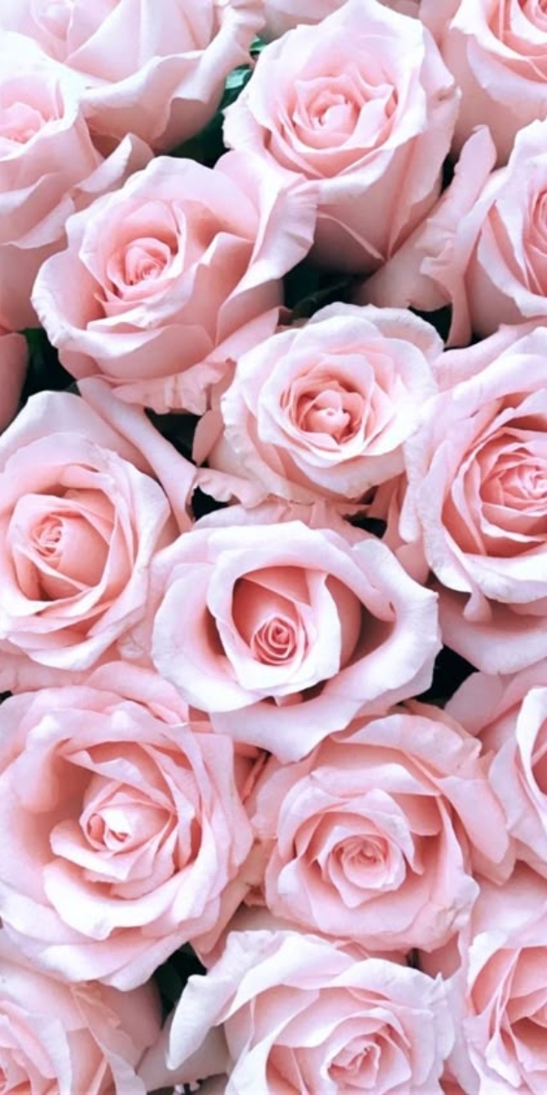 Hình nền hoa hồng màu hồng phấn 8 Hình nền hoa hồng màu hồng phấn 8