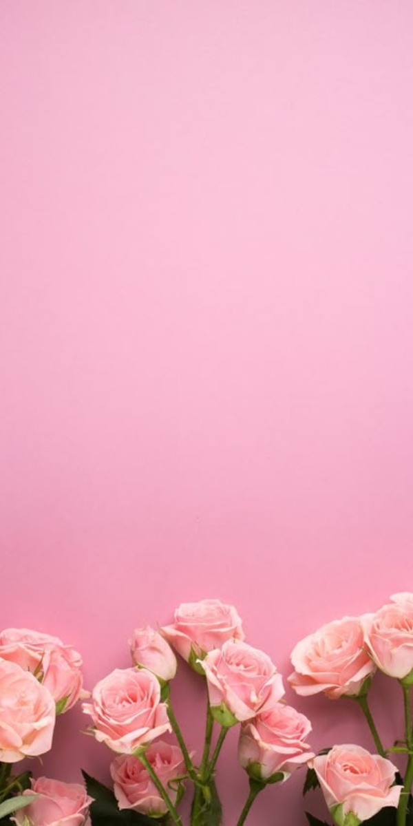 Hình nền hoa hồng màu hồng phấn 4 Hình nền hoa hồng màu hồng phấn 4