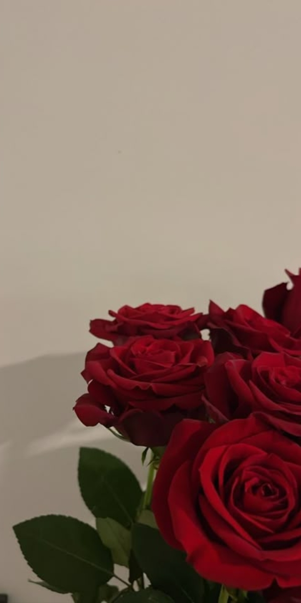 Hình nền hoa hồng màu đỏ 2 Hình nền hoa hồng màu đỏ 2