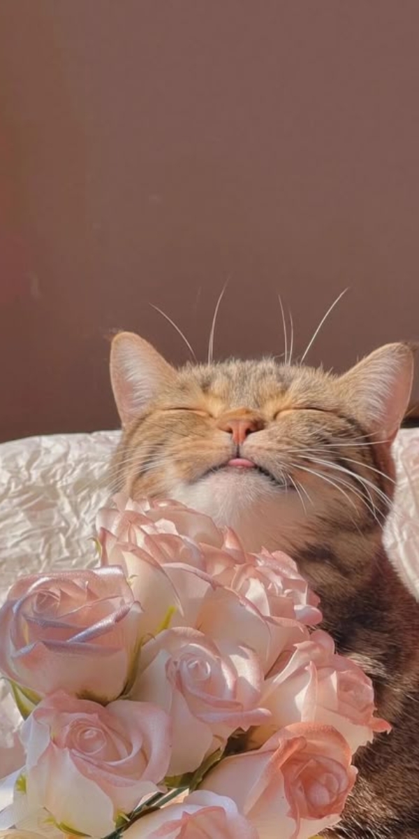 Hình nền hoa hồng màu hồng phấn 7 Hình nền hoa hồng màu hồng phấn 7