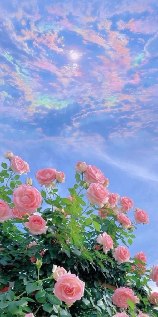 Hình nền hoa hồng màu hồng phấn 5 Hình nền hoa hồng màu hồng phấn 5