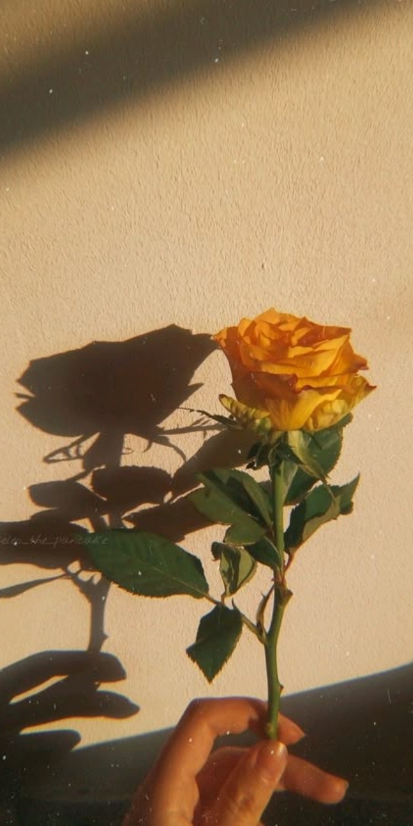 Hình nền hoa hồng màu vàng 1 Hình nền hoa hồng màu vàng 1