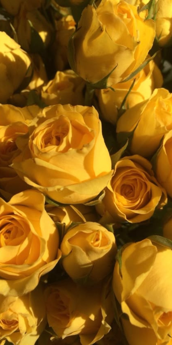 Hình nền hoa hồng màu vàng 8 Hình nền hoa hồng màu vàng 8