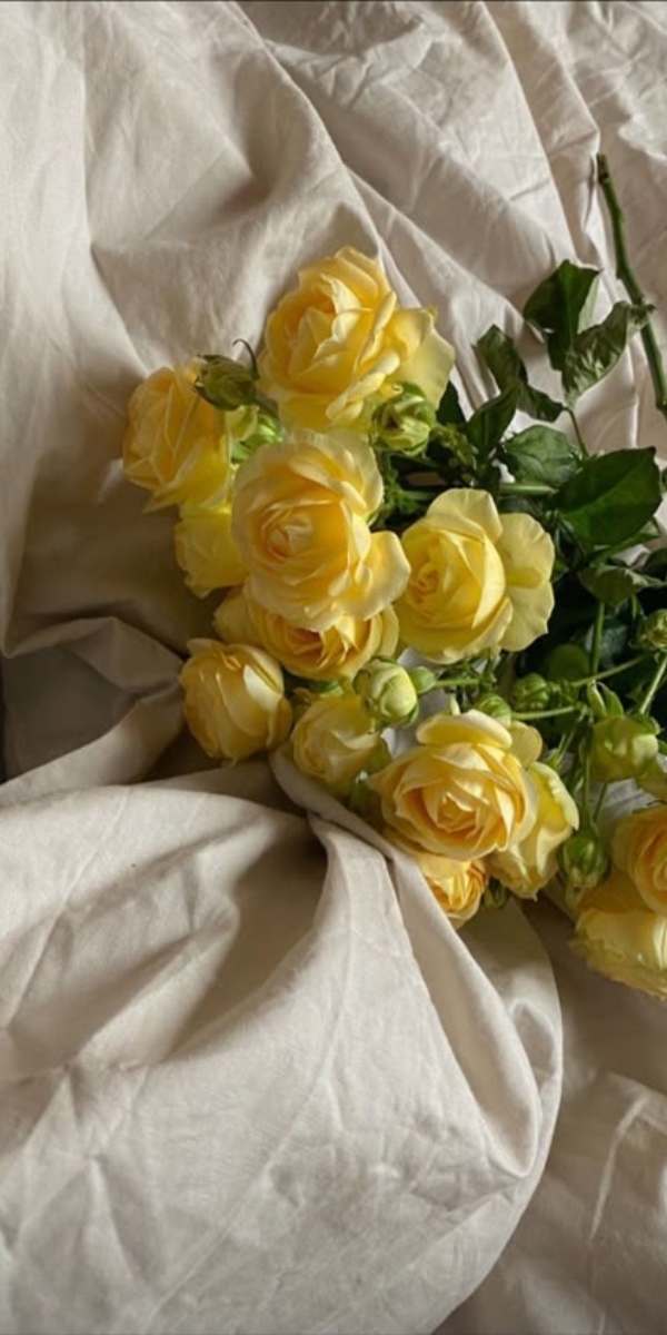 Hình nền hoa hồng màu vàng 8 Hình nền hoa hồng màu vàng 8