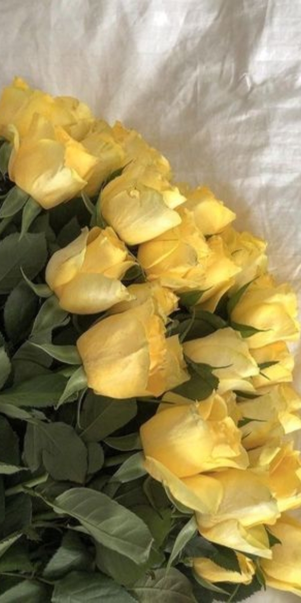 Hình nền hoa hồng màu vàng 5 Hình nền hoa hồng màu vàng 5