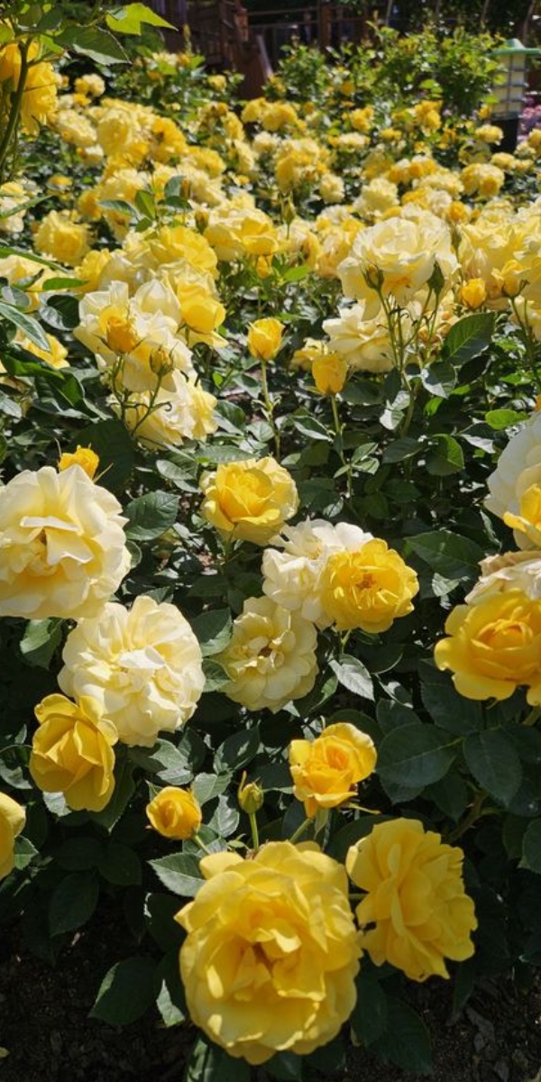 Hình nền hoa hồng màu vàng 4 Hình nền hoa hồng màu vàng 4