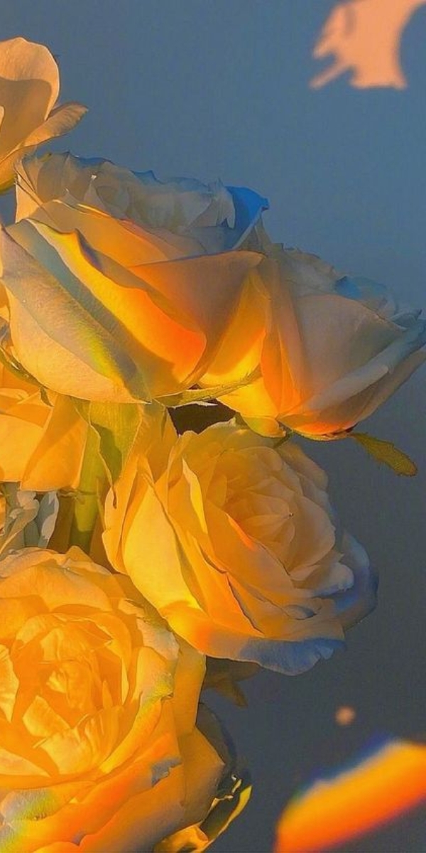 Hình nền hoa hồng màu vàng 3 Hình nền hoa hồng màu vàng 3