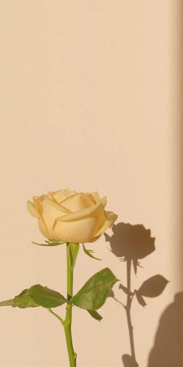 Hình nền hoa hồng màu vàng 2 Hình nền hoa hồng màu vàng 2