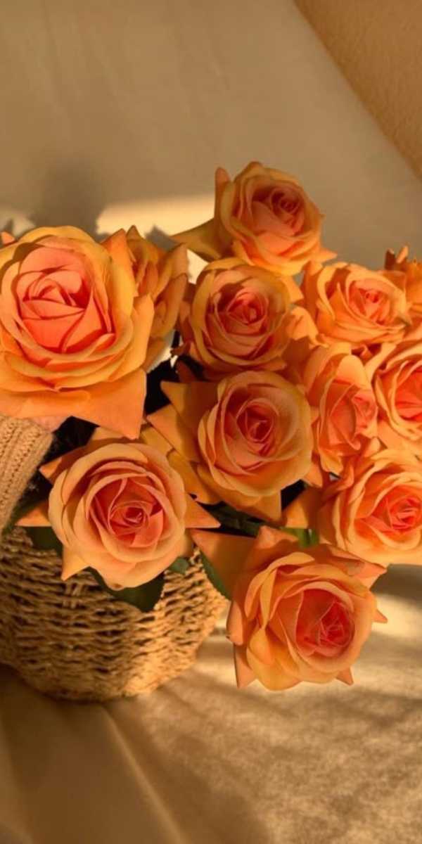 Hình nền hoa hồng màu cam 4 Hình nền hoa hồng màu cam 4