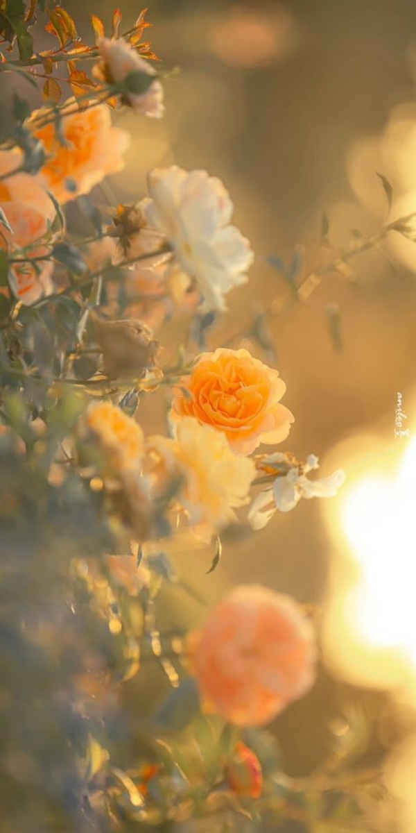 Hình nền hoa hồng màu cam 2 Hình nền hoa hồng màu cam 2