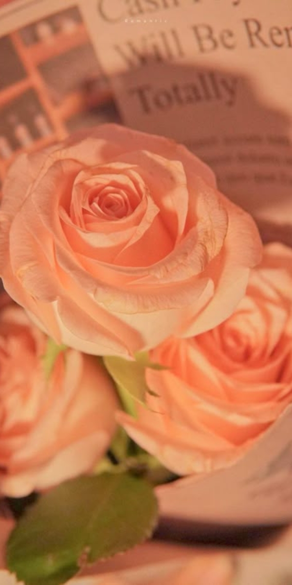 Hình nền hoa hồng màu cam 7 Hình nền hoa hồng màu cam 7