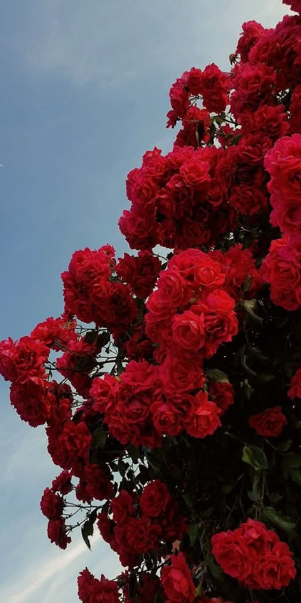 Hình nền hoa hồng màu đỏ 3 Hình nền hoa hồng màu đỏ 3