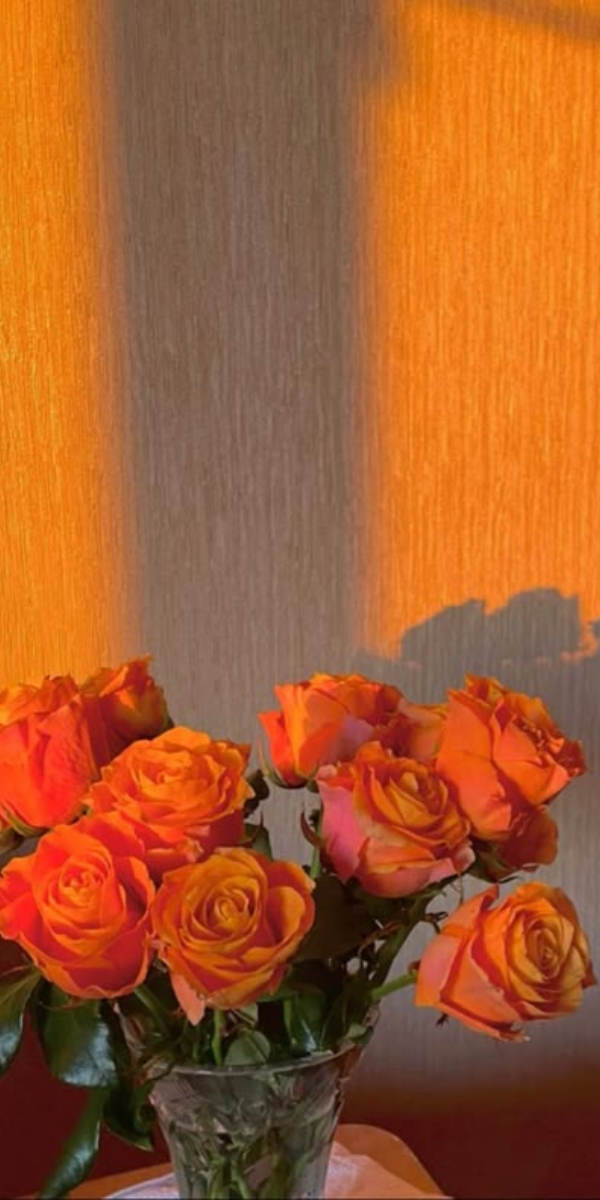 Hình nền hoa hồng màu cam 3 Hình nền hoa hồng màu cam 3