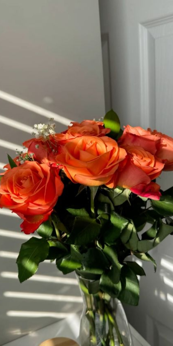 Hình nền hoa hồng màu cam 6 Hình nền hoa hồng màu cam 6