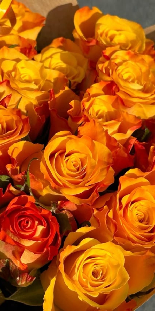 Hình nền hoa hồng màu cam 5 Hình nền hoa hồng màu cam 5