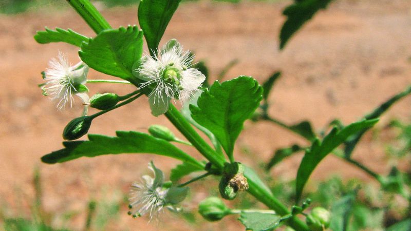 Cam thảo đất có tên khoa học là Scoparia dulcis L., thuộc họ Hoa mõm chó (Scrophulariaceae)