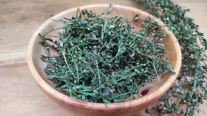 Cam thảo đất là vị thuốc có tính mát, vị ngọt, đắng