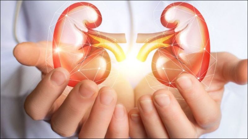 Cam thảo đất có thể bảo vệ và hỗ trợ phục hồi chức năng thận hiệu quả