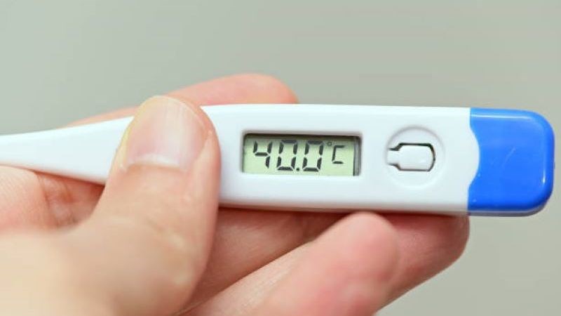 Chiết xuất từ cam thảo đất có tác dụng giảm đau, hạ sốt và chống viêm