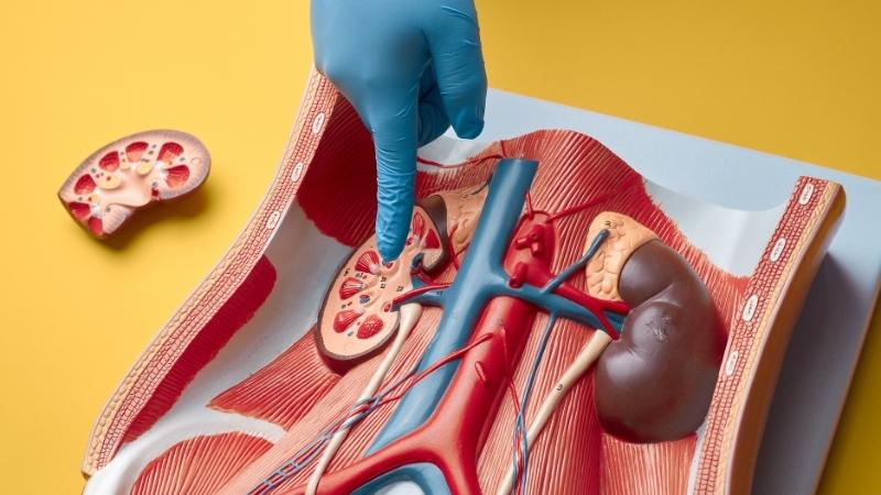 Dùng diclofenac trong thời gian dài có thể gây ảnh hưởng không tốt đến chức năng thận Dùng diclofenac trong thời gian dài có thể gây ảnh hưởng không tốt đến chức năng thận