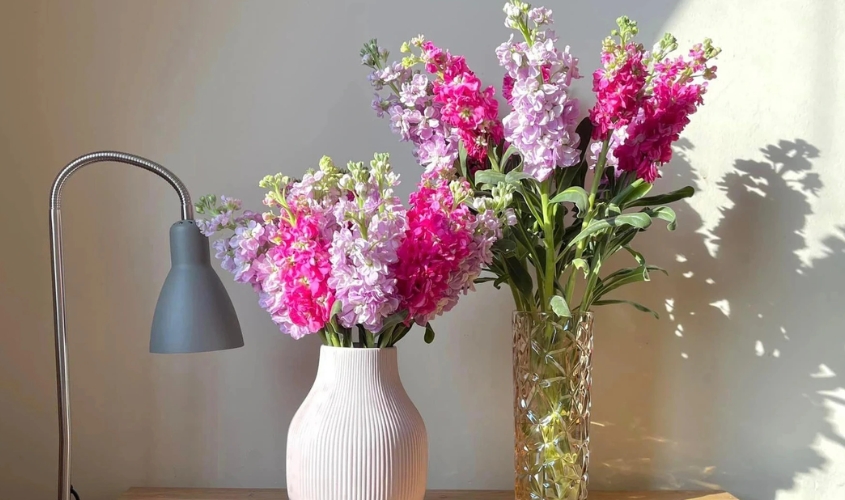 Thường xuyên thay nước để hoa phi yến tươi lâu, chơi bền cà tuần