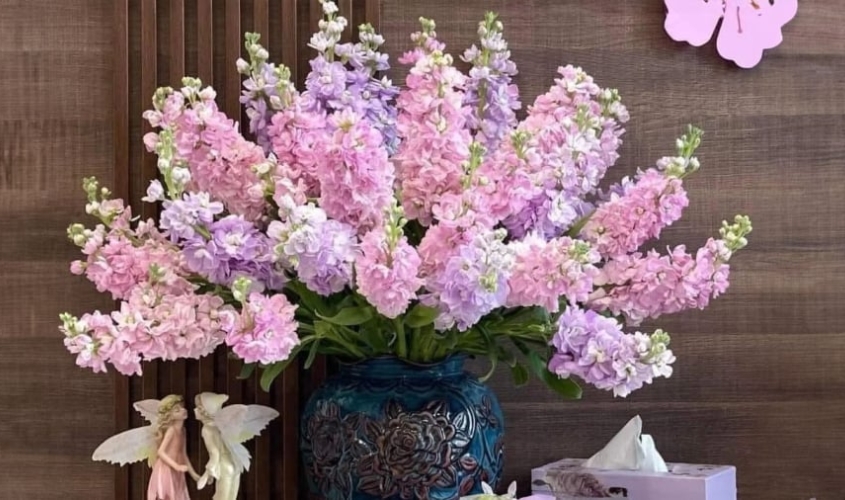 Hoa phi yến tượng trưng cho sự khát vọng